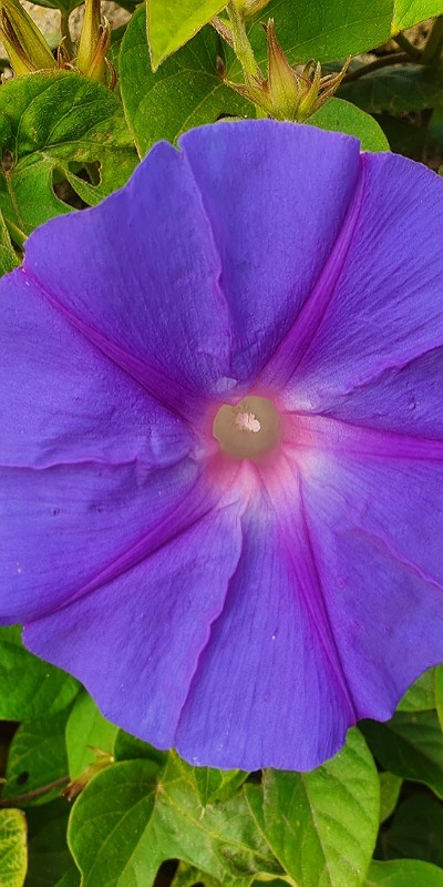 Eine Violette Blüte der Morning Glory im Bild