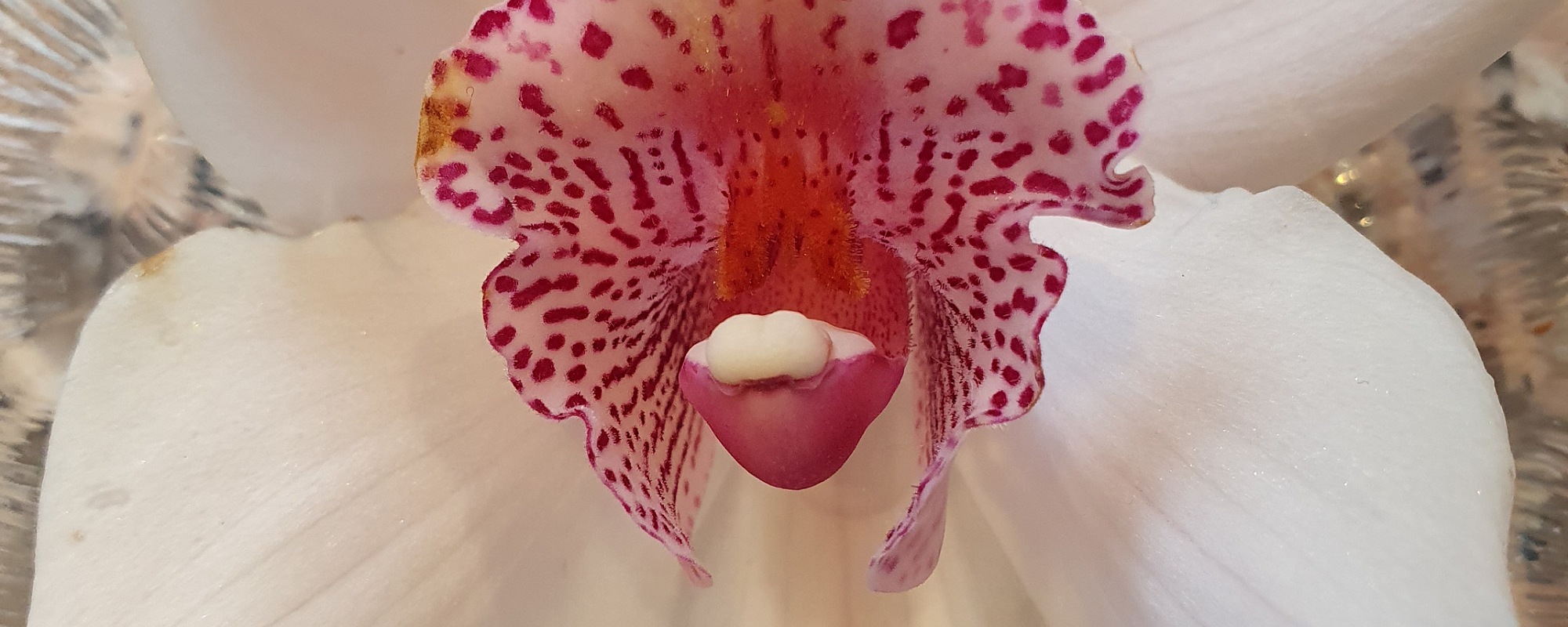 Leben und Sterben der Blüten. Das Zentrum einer Orchideenblüte